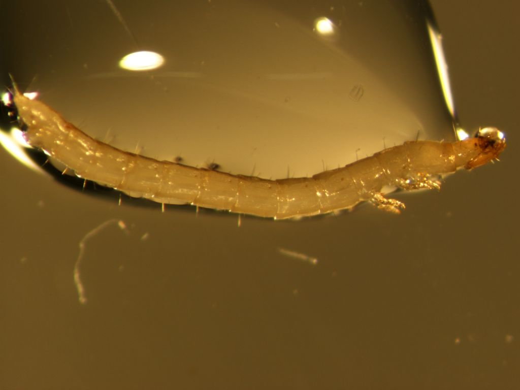 larva di diplopode?